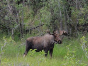 Moose sighting!